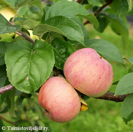 Malus domestica 'Anisovka', tarhaomenapuu